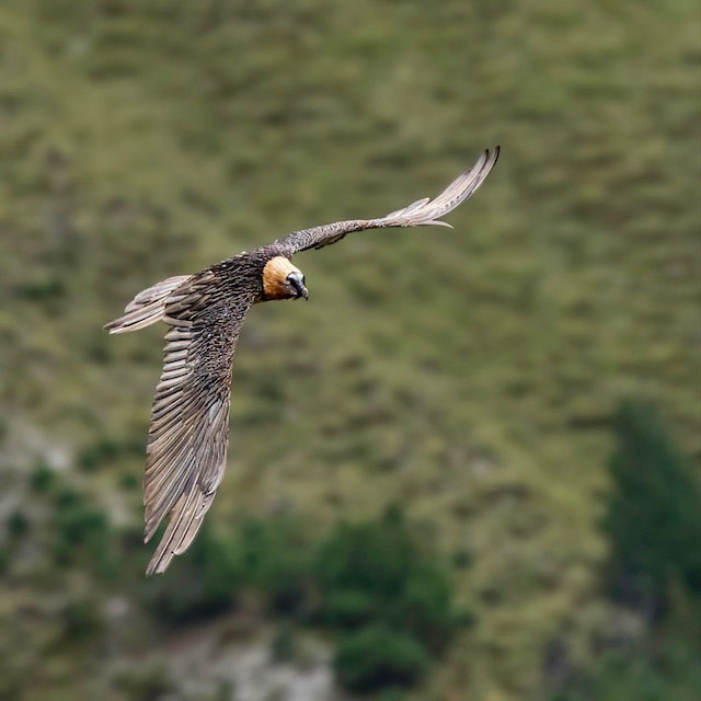 Bartgeier im Flug