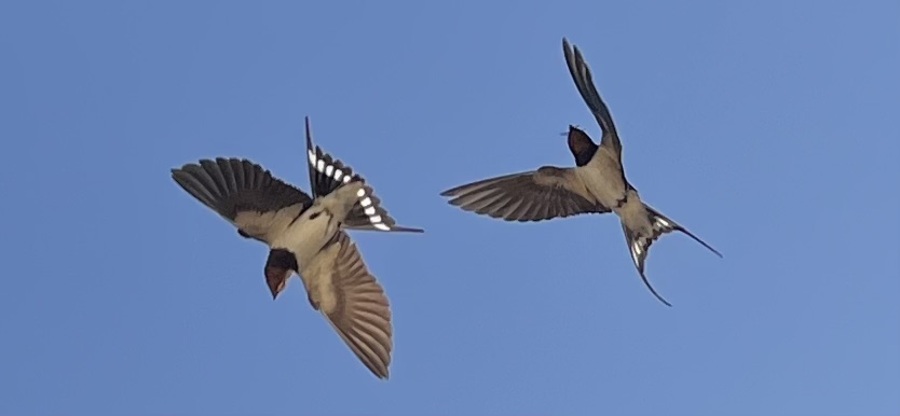 Schwalben