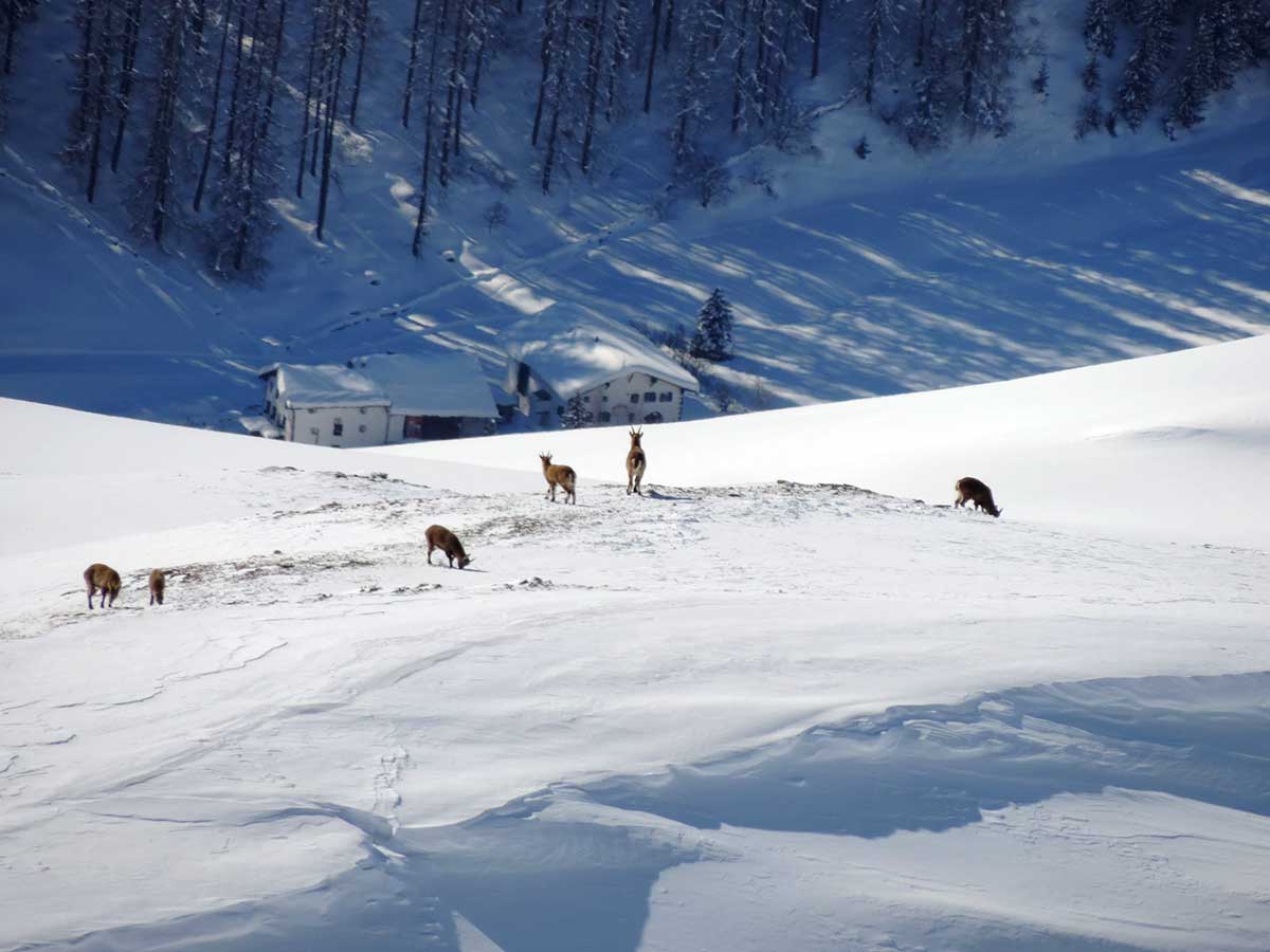 Auf Wildbeobachtungstour