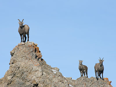 Steinbock