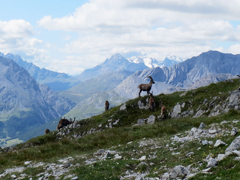 Steinbock